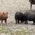 Pasture piglets 1 thumbnail