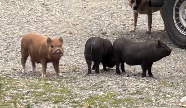 Pasture piglets 1