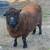 Registered Miniature Harlequin Sheep 4 thumbnail