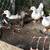 Beautiful Mandarin Ducks - 3 female & 2 males 5 thumbnail