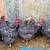 Barred Rock and Rhode Island Red laying hens 1 thumbnail