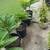 Plants for sale 4 thumbnail