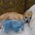 Pet Related Housing Issues? Pet / Sitting / Boarding short/long term 22 thumbnail