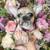 Frenchie girls 1 thumbnail
