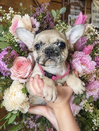 Frenchie girls 1