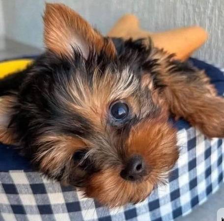 ***********yorkie pupsPersonality********* 1