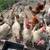 White leghorn hens 2 thumbnail