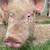 Two Yorkshire pigs 1 thumbnail