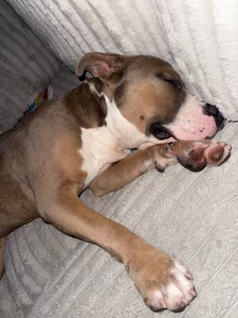 Puppy 1