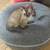 Bengal kittens 1 thumbnail