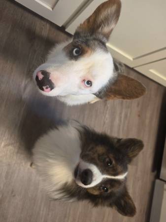 Corgi macho de pelo largo y color atigrado