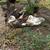 Ducks 2 thumbnail