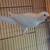 Quaker Parrot 10 thumbnail