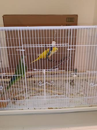 Lutino quaker breeding pair.                          Parrot 1