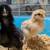 Chicks 1 thumbnail