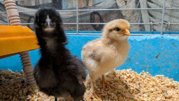 Chicks 1