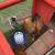 Roosters-Easter Egger 3 thumbnail