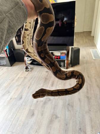 Adult Ball Python with 4 foot enclousure (Happy Valley)64671912825603120