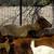 Sheep! 2 thumbnail