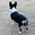 Corgi 3 thumbnail
