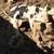 Piglets 5 thumbnail