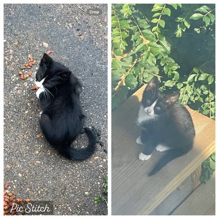 Tuxedo kitty 1
