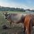 Cows for sale 1 thumbnail