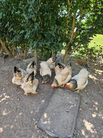 Chickens - Buff brahma hens 1