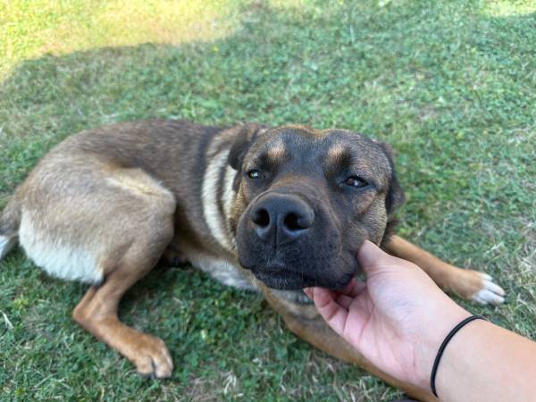 Reubicación de nuestro perro (Lynden)