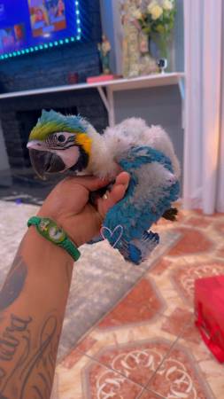 Parrot 1