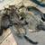 Kittens 3 thumbnail