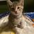 Kittens Needing Homes 5 thumbnail