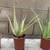 Aloe 4 thumbnail