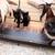 Black Kittens 5 thumbnail