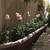 Plants & Trees 8 thumbnail