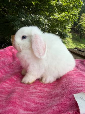 Conejos Holland Lop521717323211755523