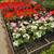 Geraniums Sale 2 thumbnail