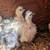 chickens! 12 thumbnail