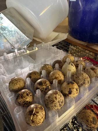 Quail eggs 1