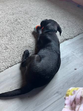 Macho labrador negro63787743468035121