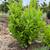 English Laurel 2 thumbnail