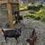 3 Registered Nigerian Dwarf Does 1 thumbnail