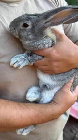 Rehoming Rabbits , bunnies (Maple Valley)