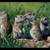 Sage Rats & Rock Chucks 2 thumbnail