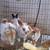 Bunny Rabbits 3 thumbnail