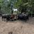Bred cows 4 thumbnail