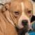 Missing dogs 2 thumbnail
