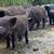 Kune kune piglets 3 thumbnail