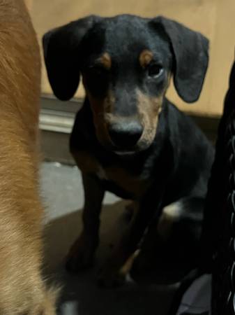 Pug mix with poodle (Maricopa)64007248256643121