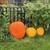 Ex-Large Pumpkins for Sale 2 thumbnail